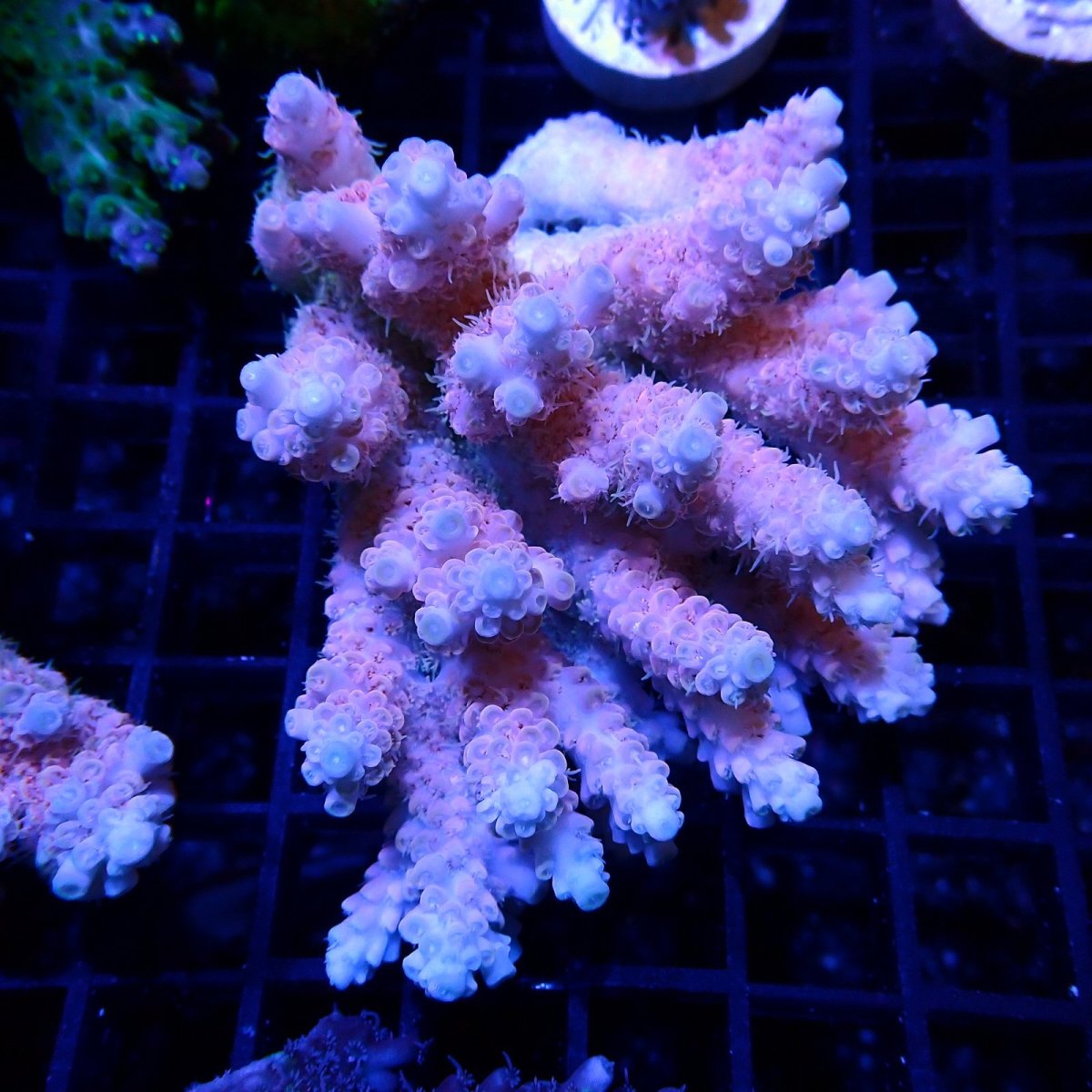 画像1: CF Acropora  sp. No.53 (1)