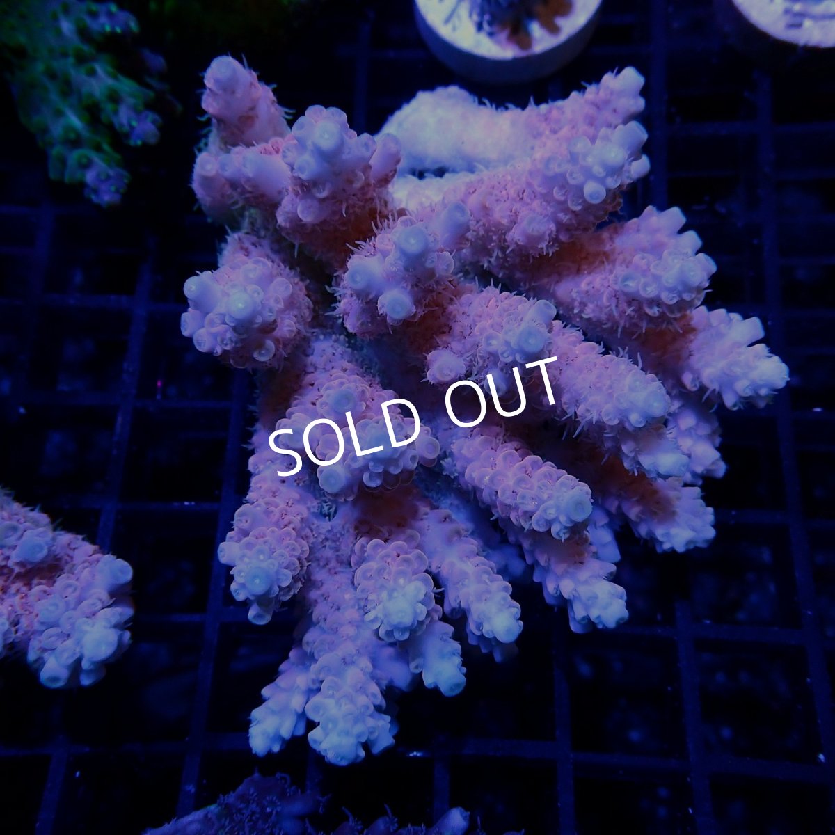 画像1: CF Acropora  sp. No.53 (1)