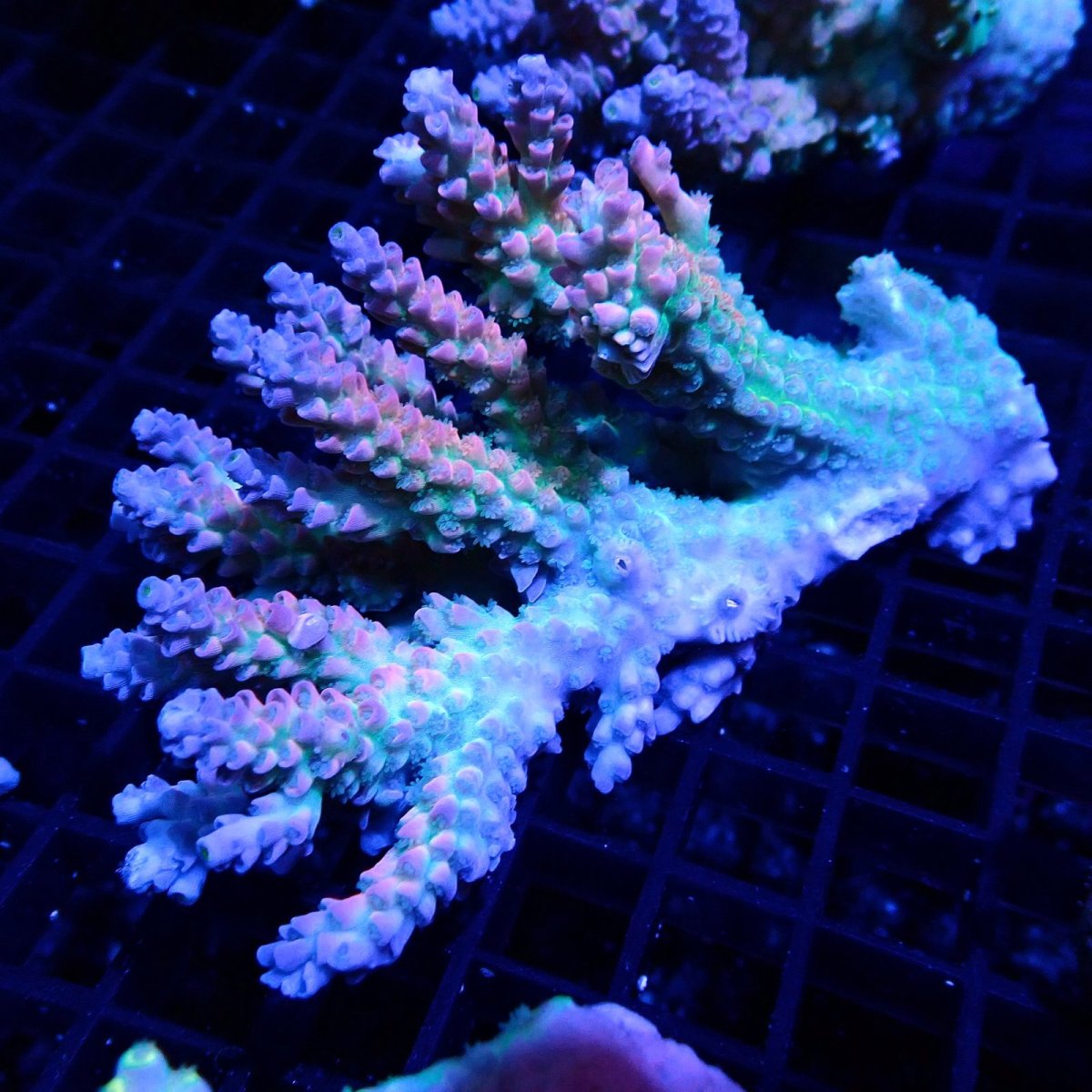 画像1: CF Acropora  sp. No.47 (1)