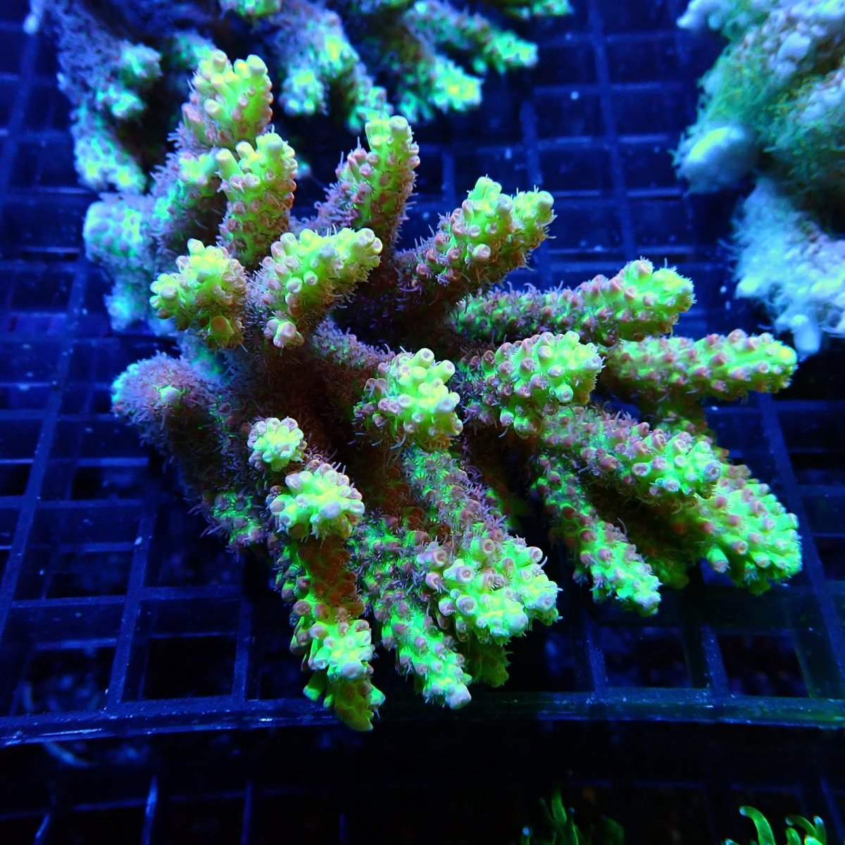 画像1: CF Acropora  sp. No.43 SSC (1)