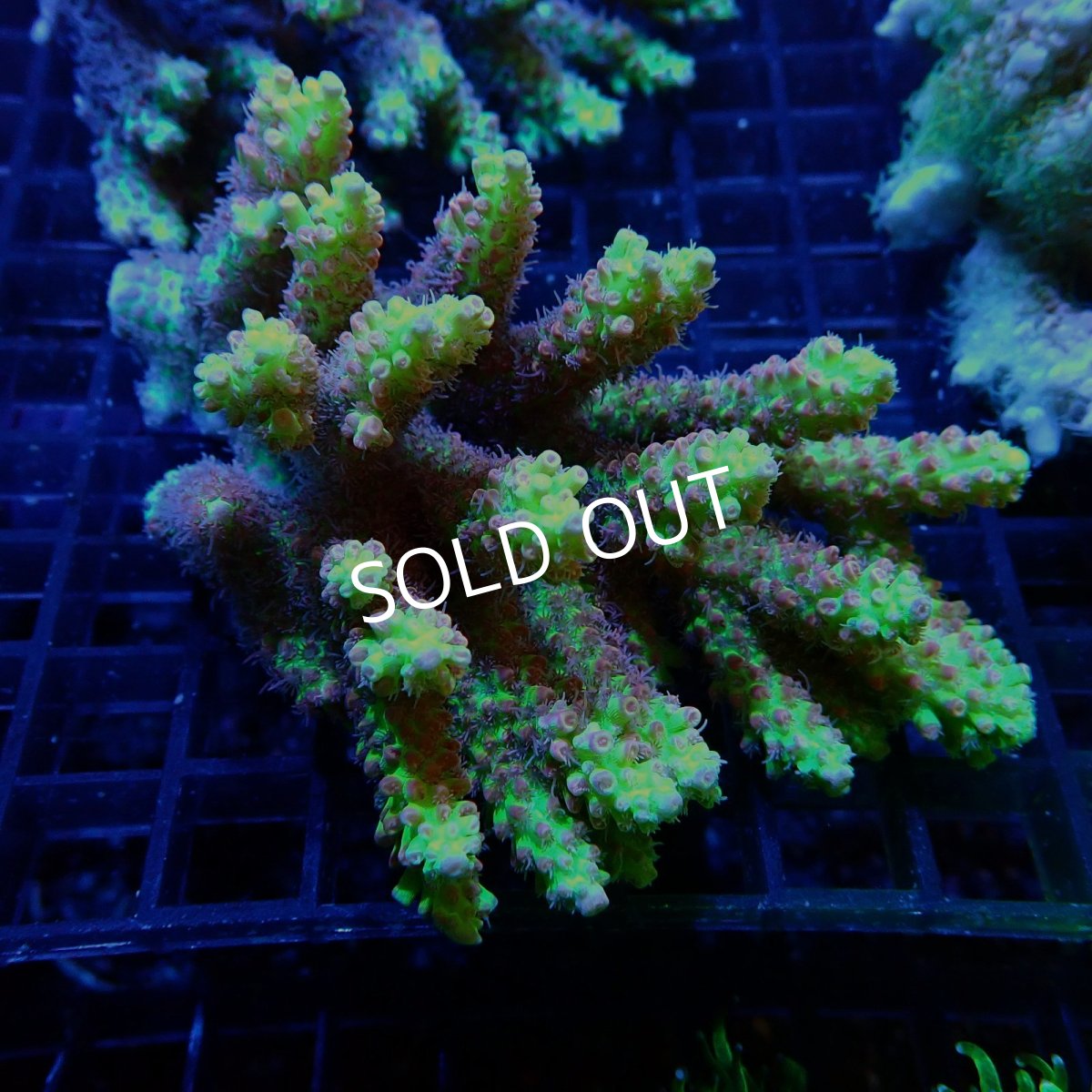 画像1: CF Acropora  sp. No.43 SSC (1)