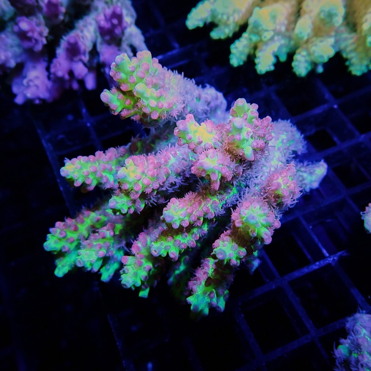 画像1: CF Acropora  sp. No.42 SSC (1)
