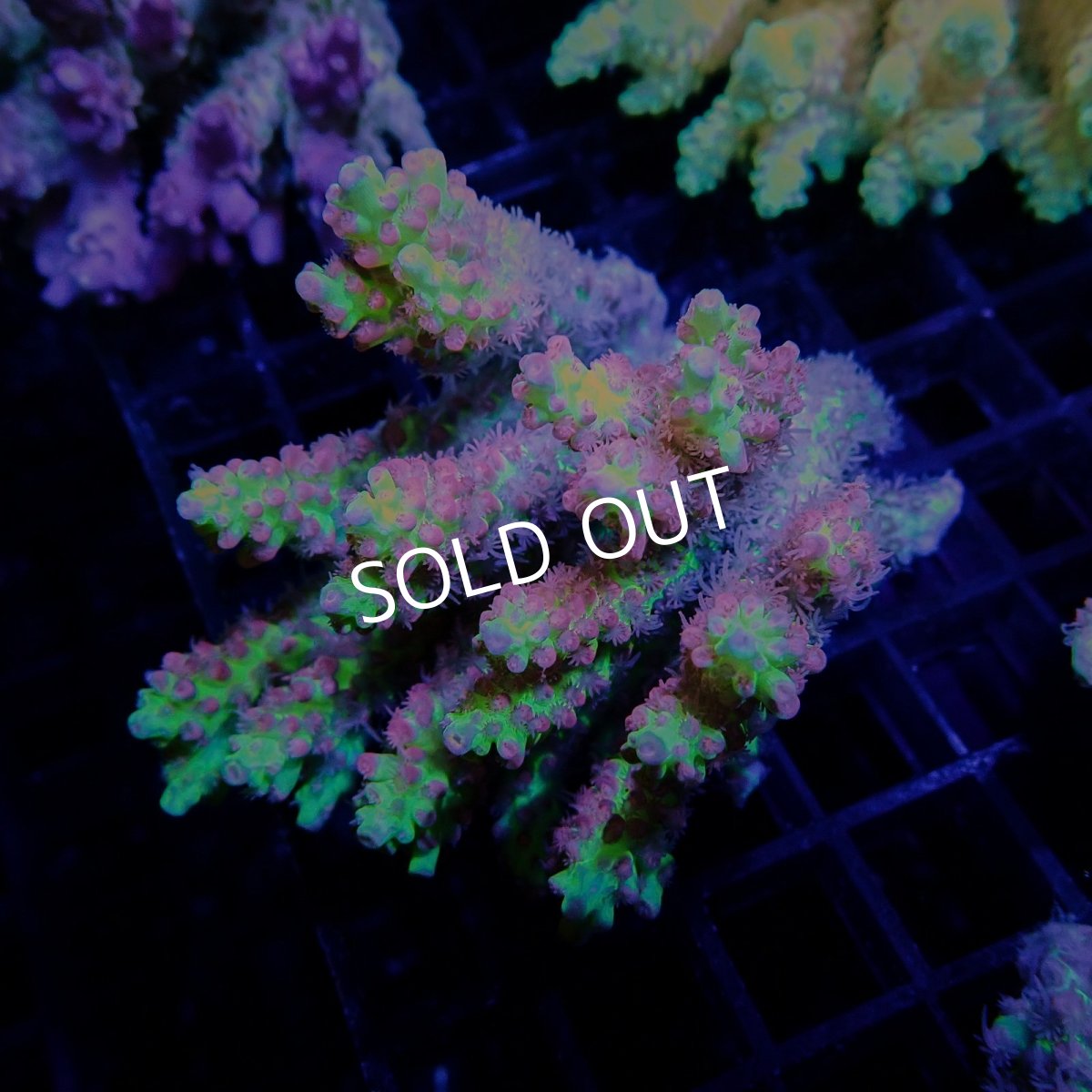 画像1: CF Acropora  sp. No.42 SSC (1)