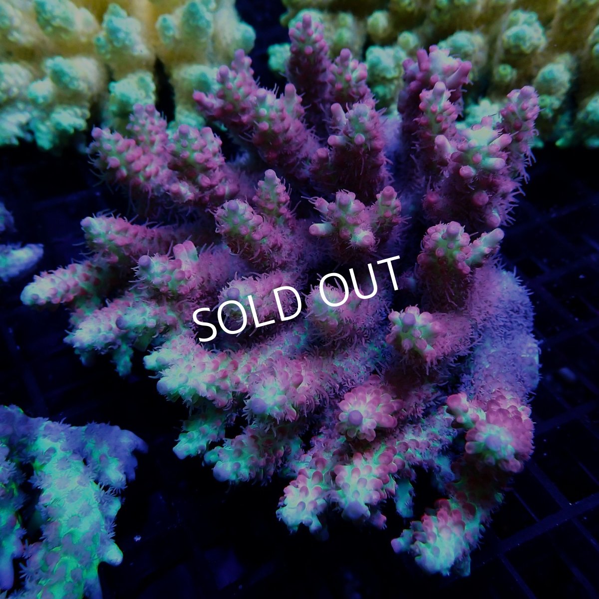 画像1: CF Acropora  sp. No.41 SSC (1)