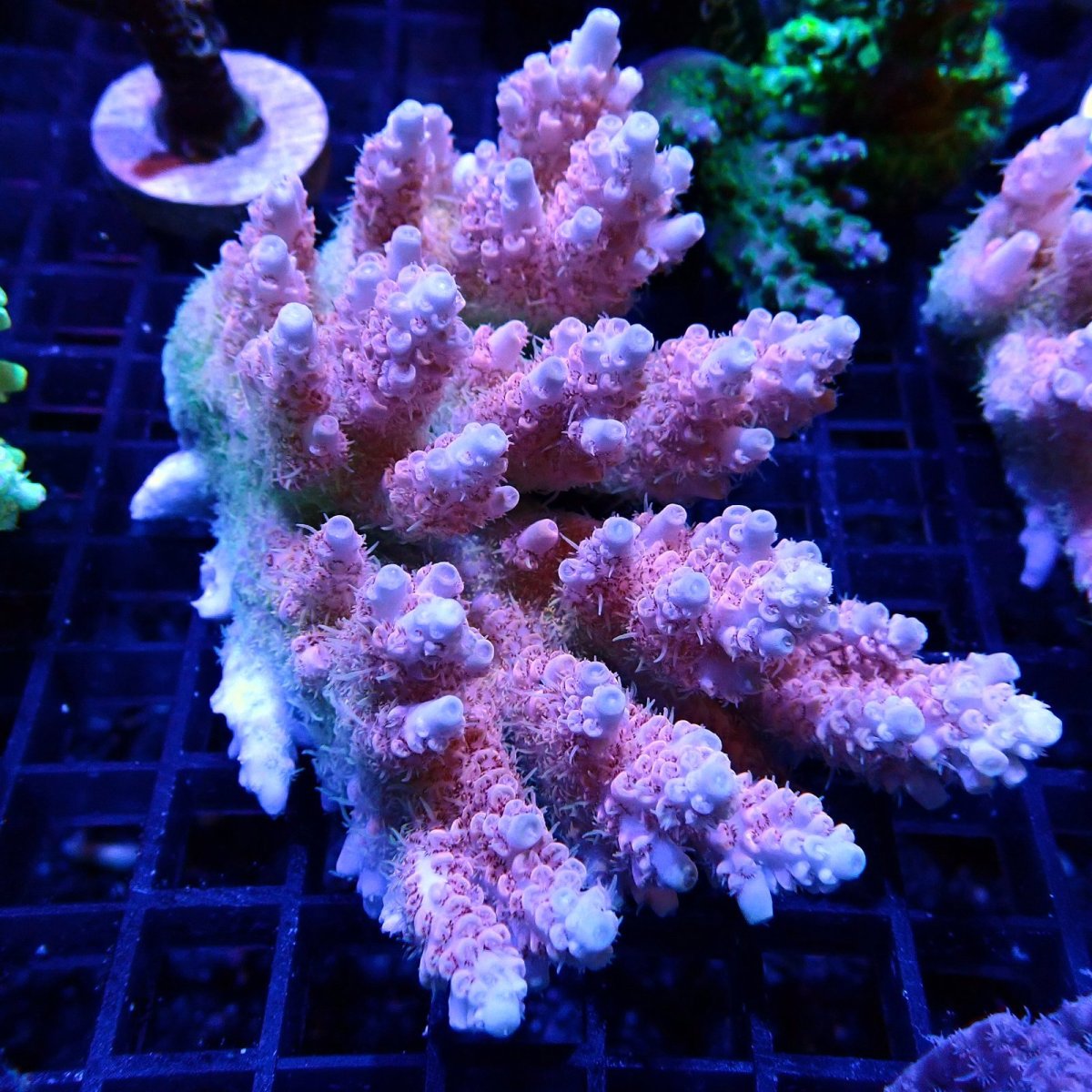 画像1: CF Acropora  sp. No.52 (1)
