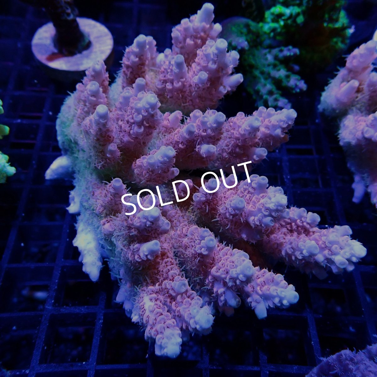 画像1: ■SALE■CF Acropora  sp. No.52 (1)
