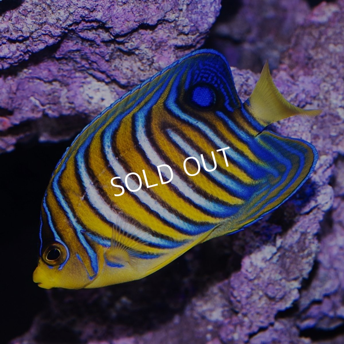 画像2: インドニシキヤッコ MS (2)