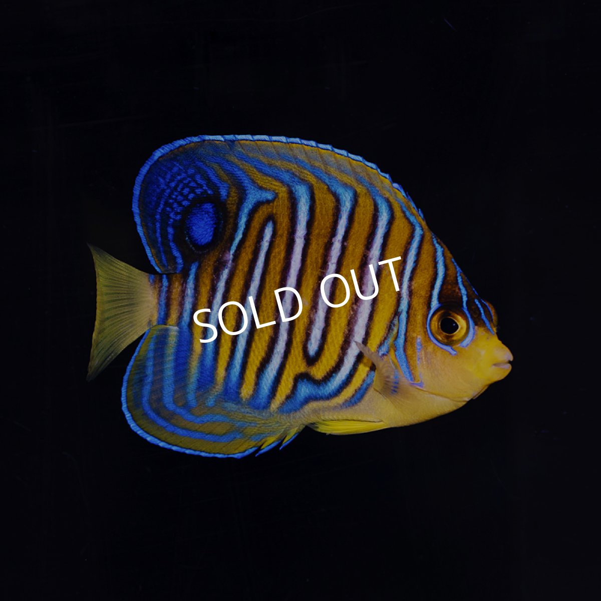 画像1: インドニシキヤッコ MS (1)