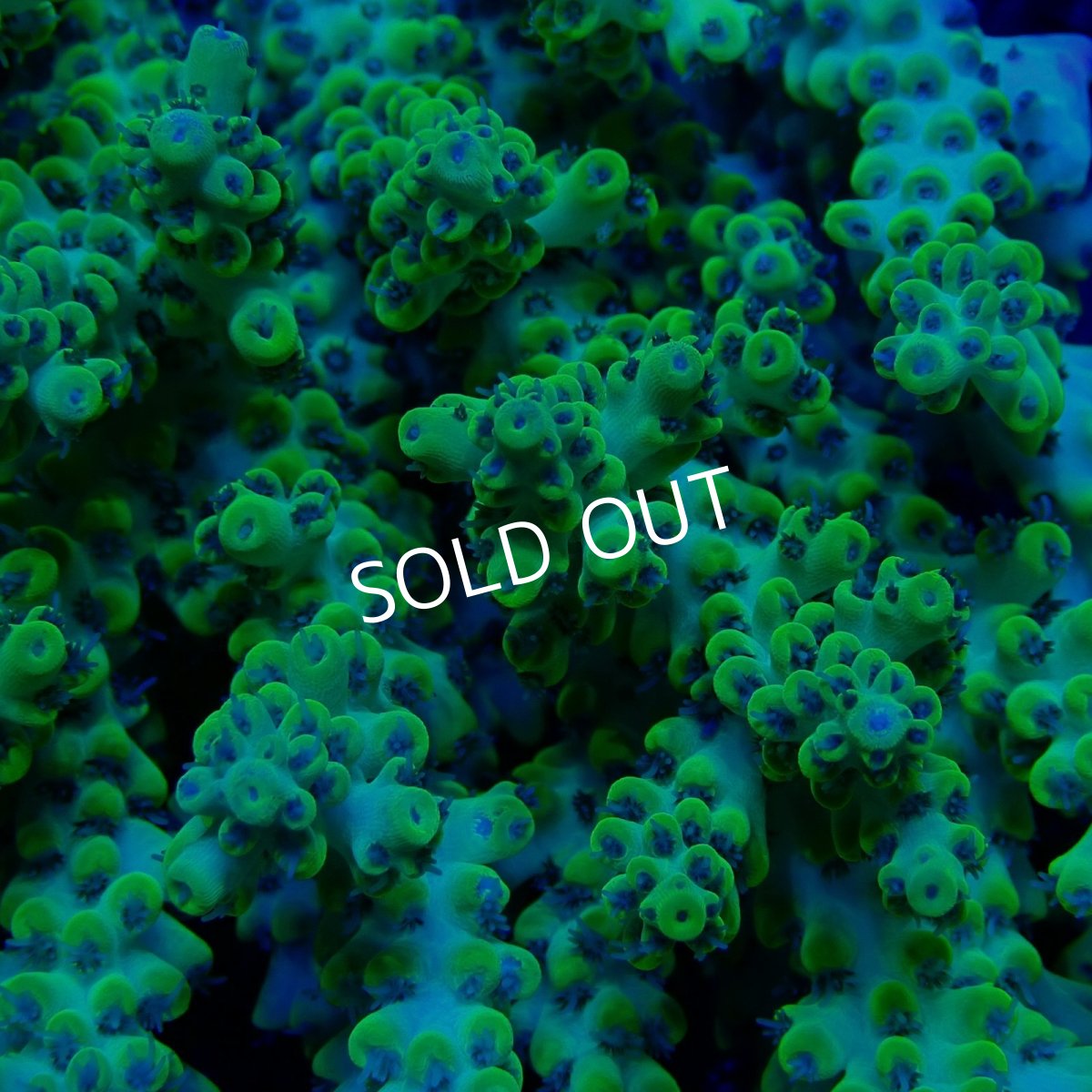 画像2: CF Acropora  sp. No.61 (2)