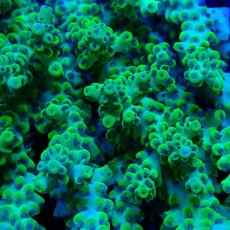 画像2: CF Acropora  sp. No.61 (2)