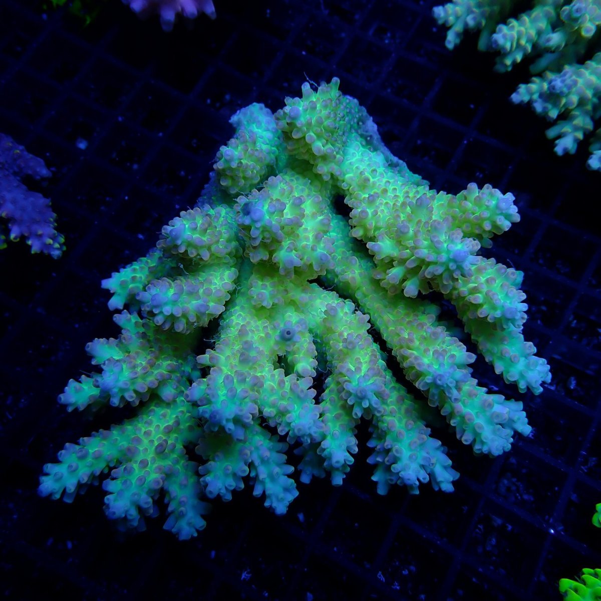 画像1: CF Acropora  sp. No.62 (1)