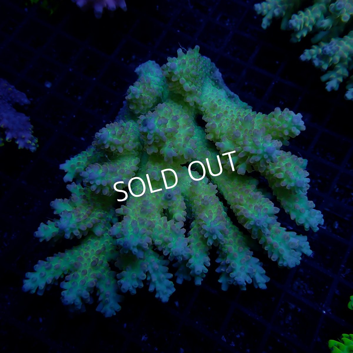 画像1: CF Acropora  sp. No.62 (1)