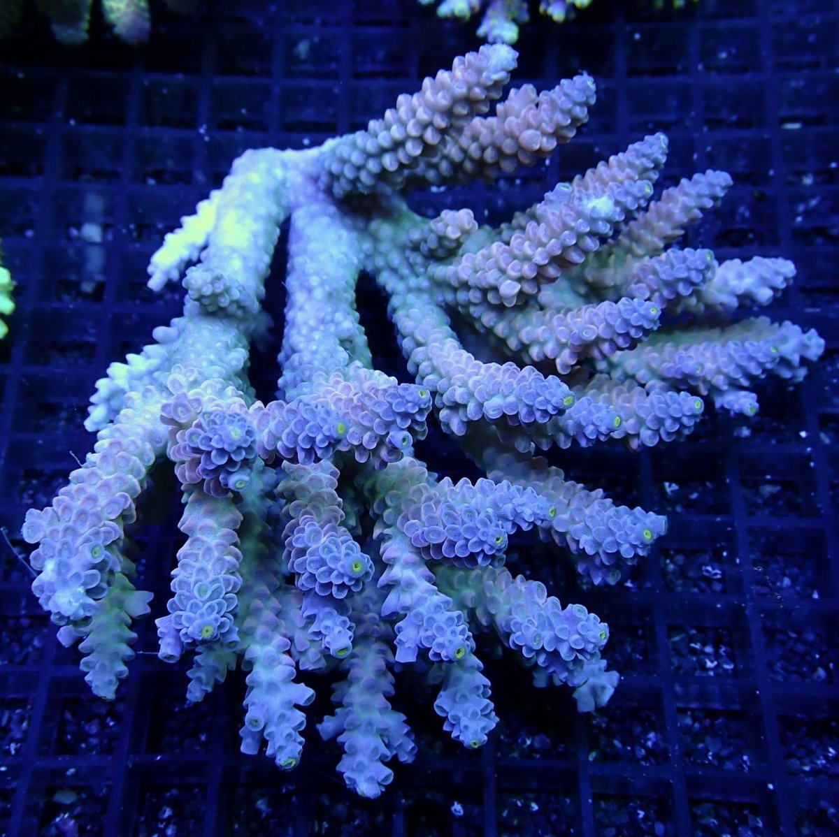 画像1: CF Acropora  sp. No.55 (1)