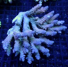 画像1: CF Acropora  sp. No.55 (1)