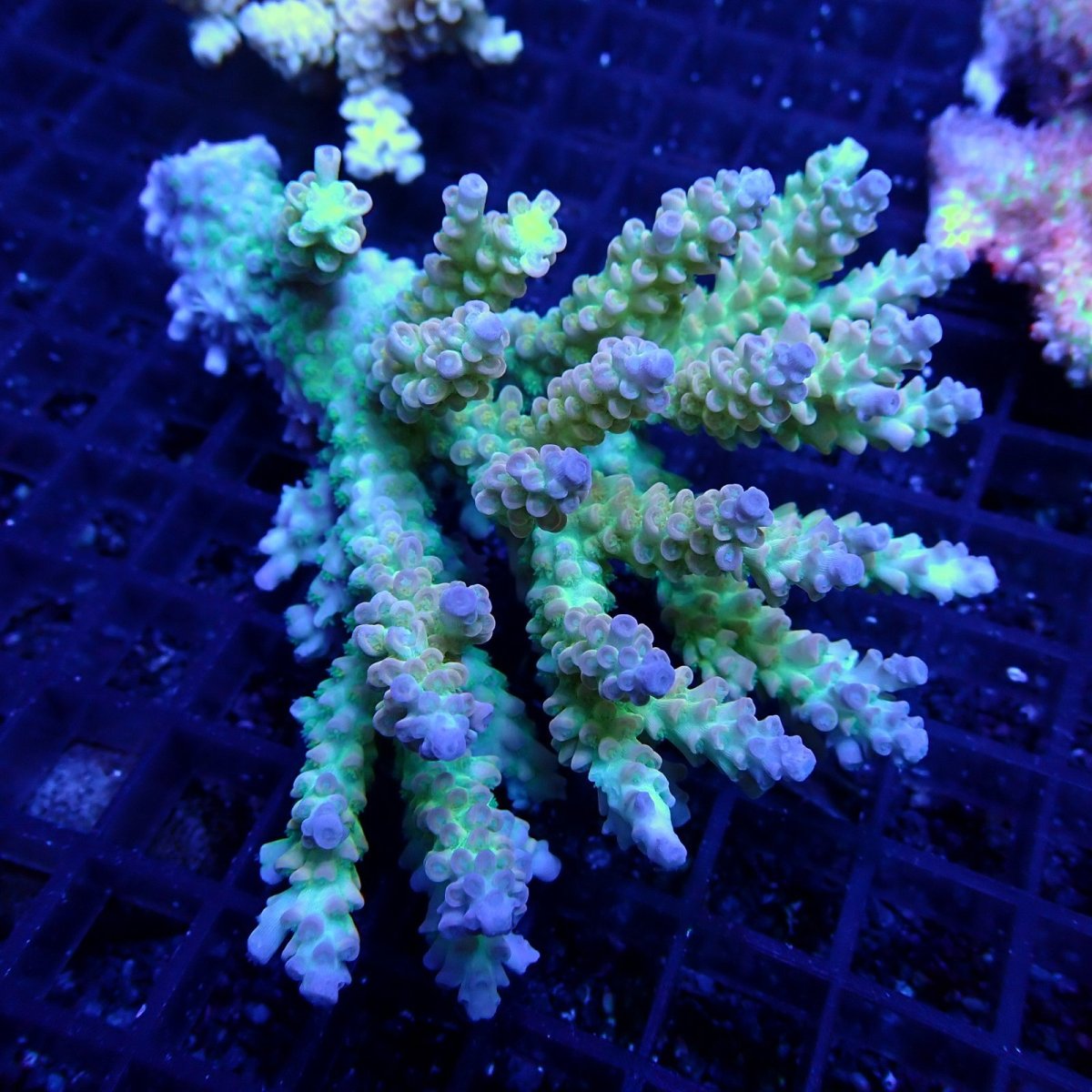 画像1: CF Acropora  sp. No.63 (1)