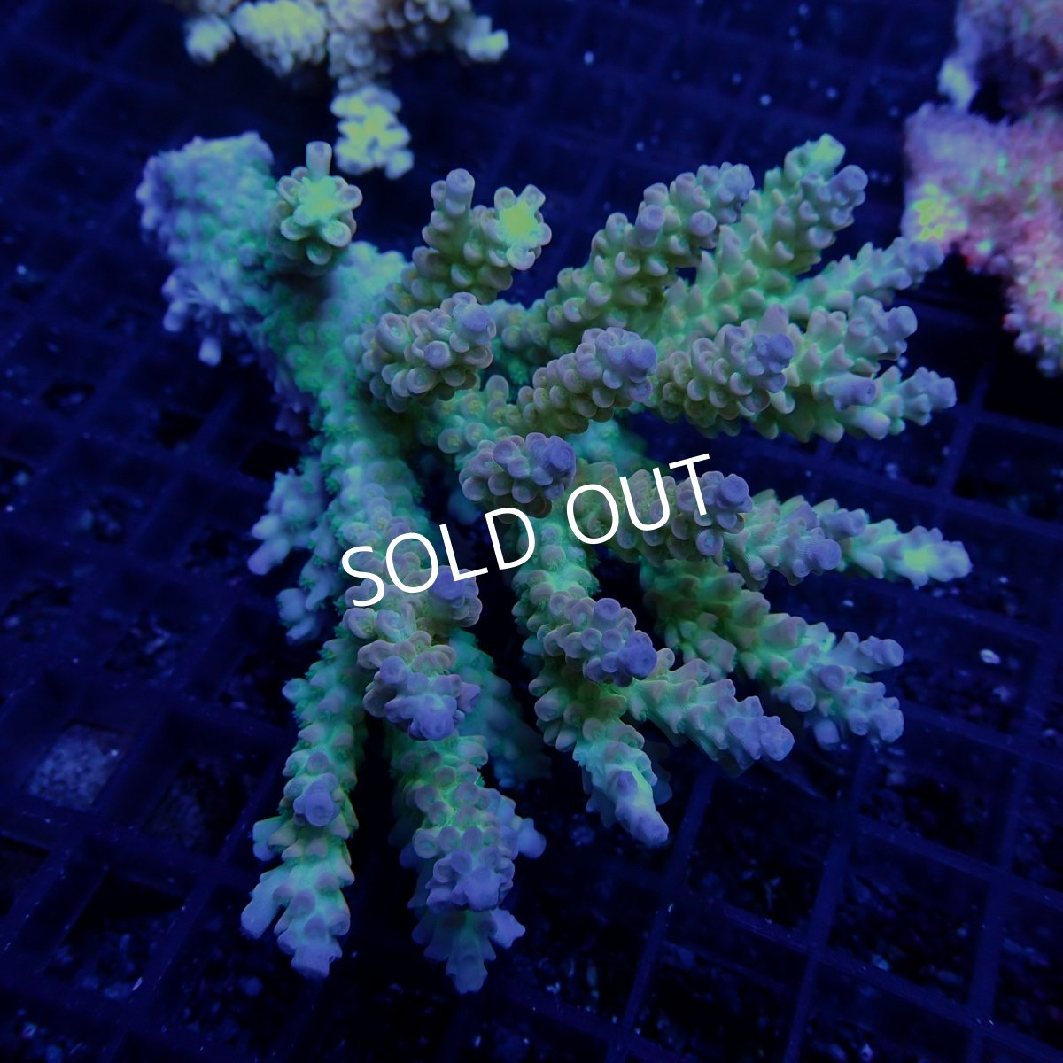 画像1: CF Acropora  sp. No.63 (1)