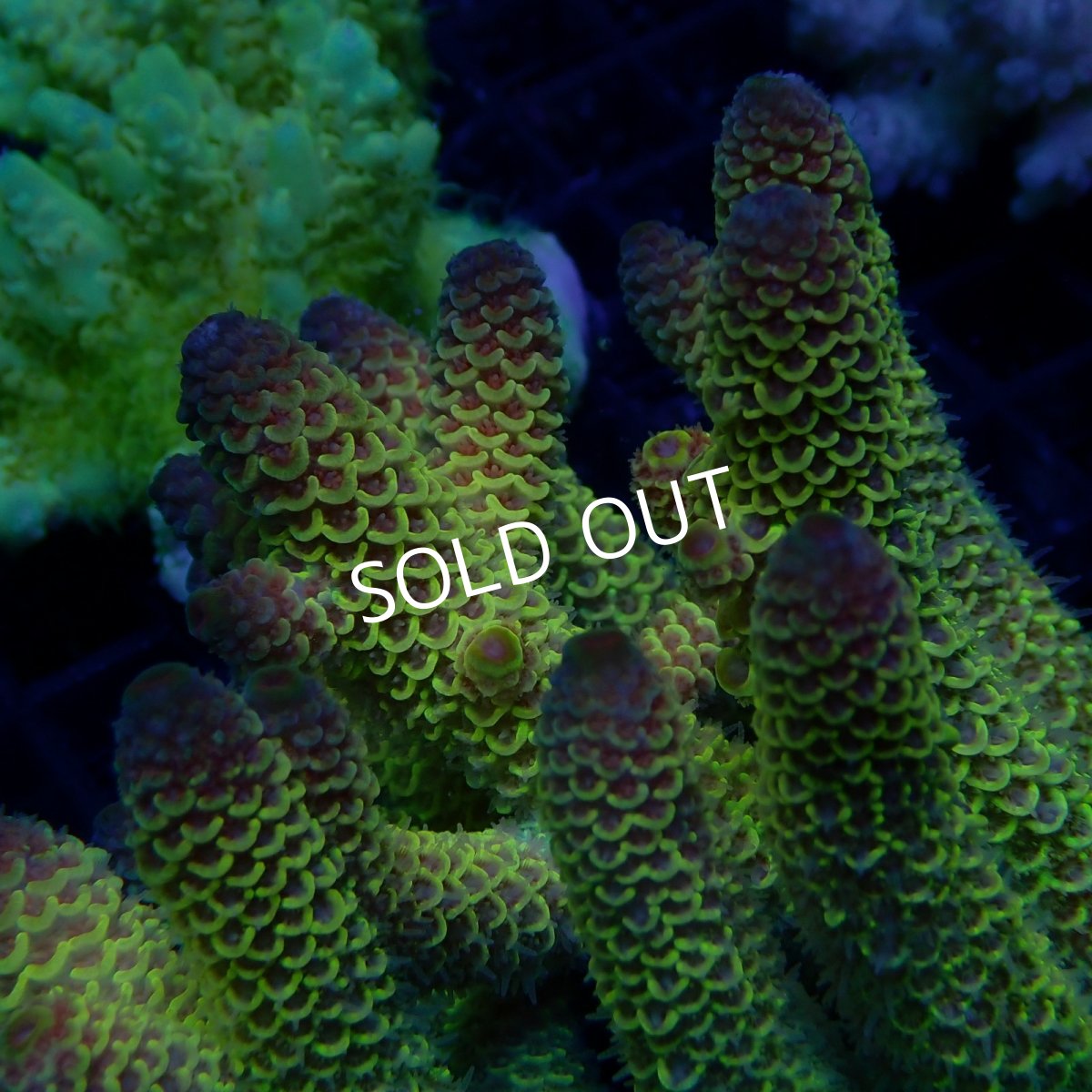 画像2: CF Acropora  sp. No.56 (2)