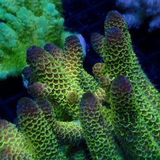 画像2: CF Acropora  sp. No.56 (2)