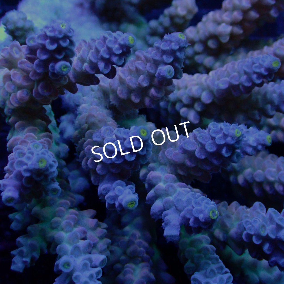 画像2: CF Acropora  sp. No.55 (2)