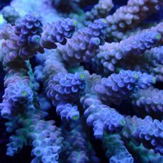 画像2: CF Acropora  sp. No.55 (2)