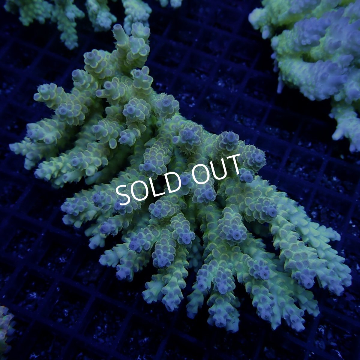 画像1: CF Acropora  sp. No.57 (1)