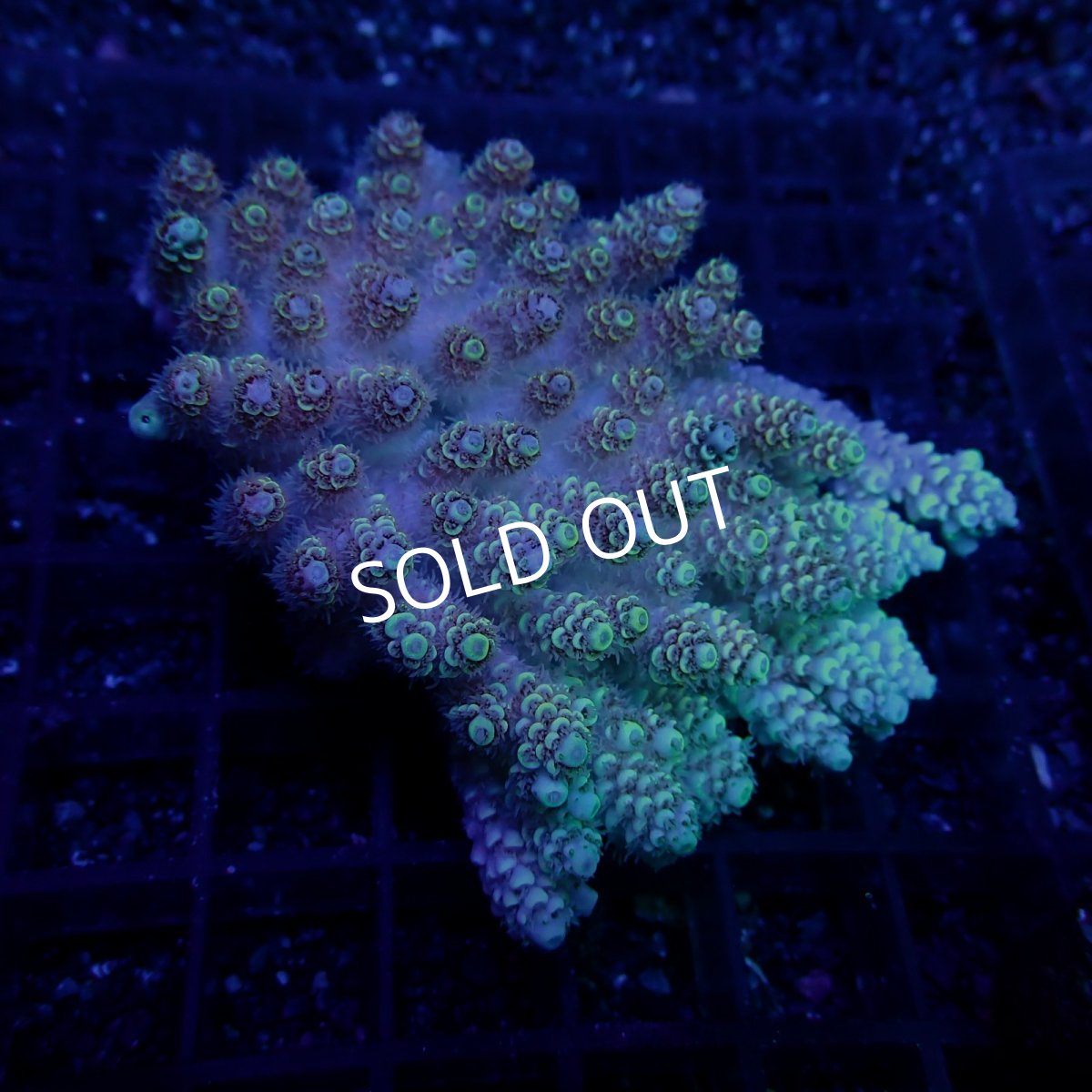 画像1: CF Acropora  sp. No.64 (1)