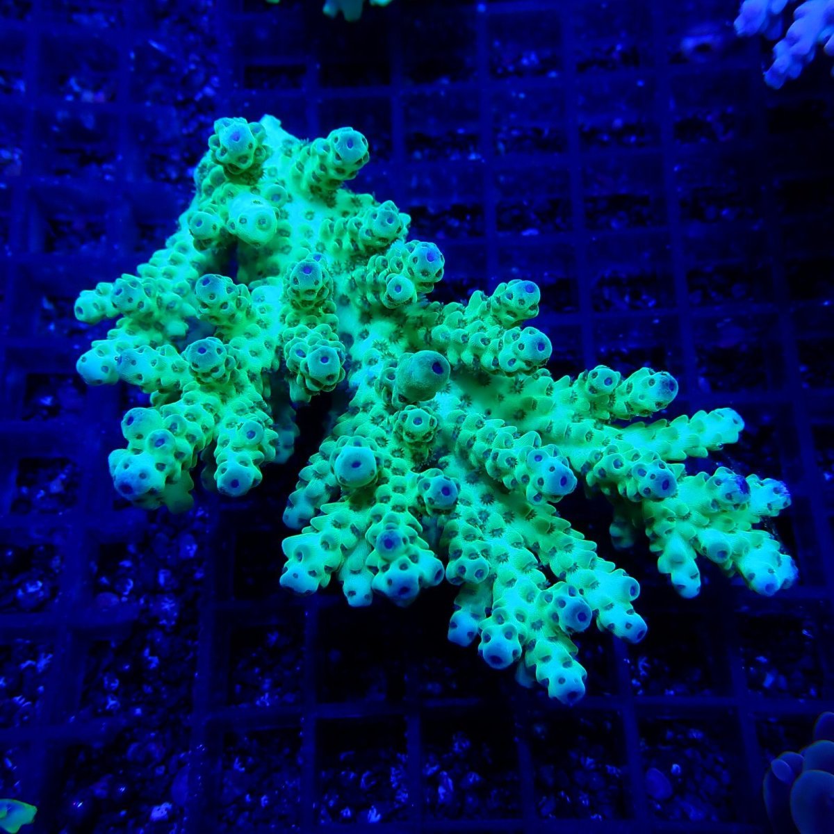 画像1: CF Acropora  sp. No.60 (1)