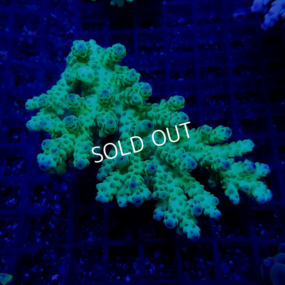 画像1: CF Acropora  sp. No.60 (1)