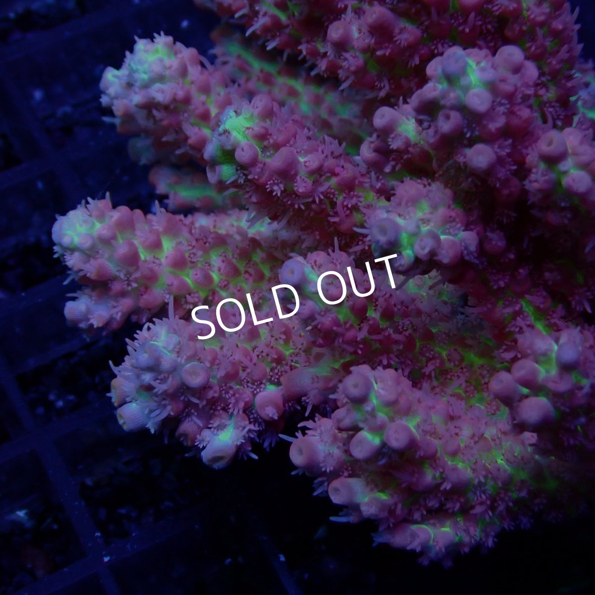 画像2: CF Acropora  sp. No.58　SSC (2)