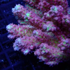 画像2: CF Acropora  sp. No.58　SSC (2)