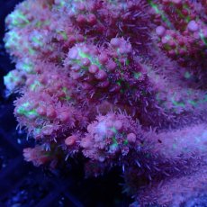 画像2: CF Acropora  sp. No.59　SSC (2)