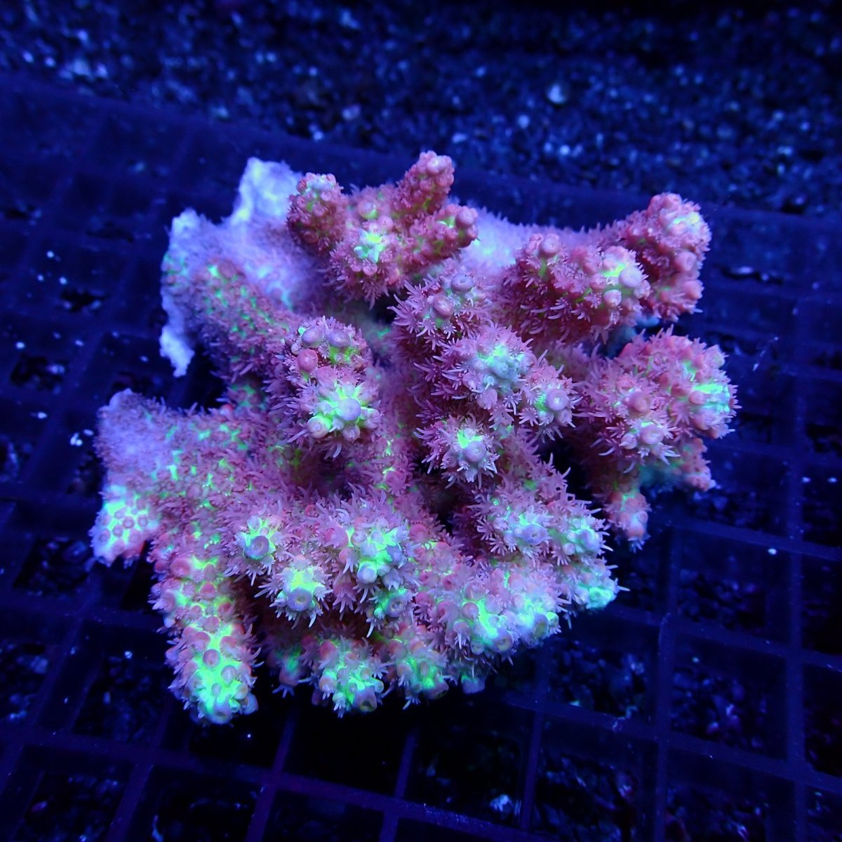 画像1: CF Acropora  sp. No.58　SSC (1)