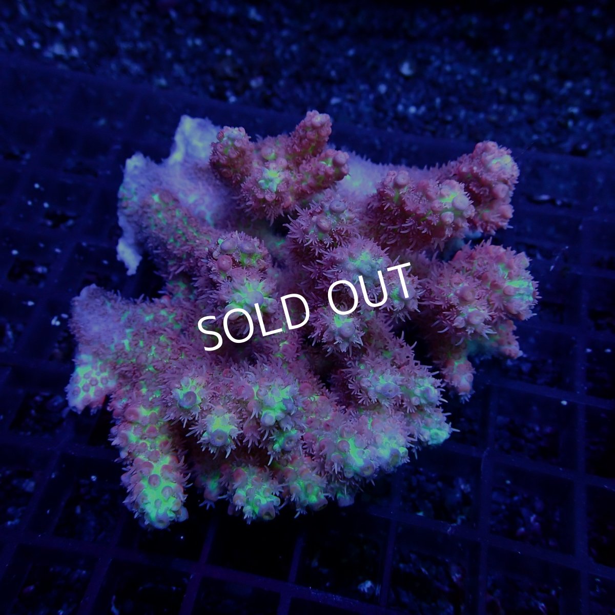 画像1: CF Acropora  sp. No.58　SSC (1)