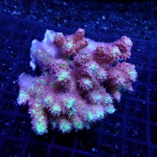 画像1: CF Acropora  sp. No.58　SSC (1)