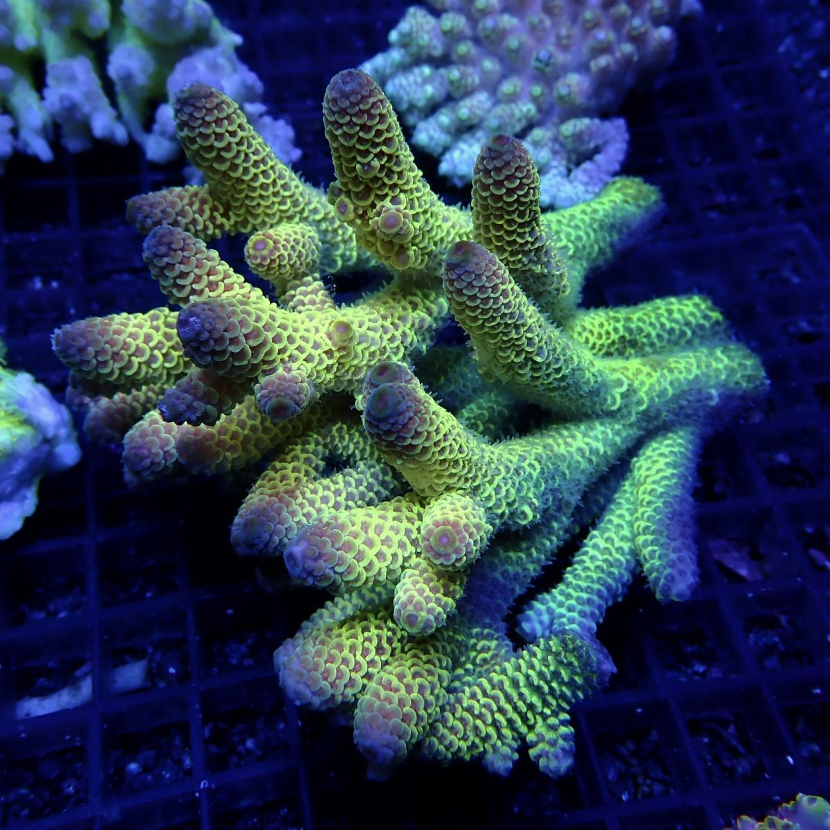 画像1: CF Acropora  sp. No.56 (1)