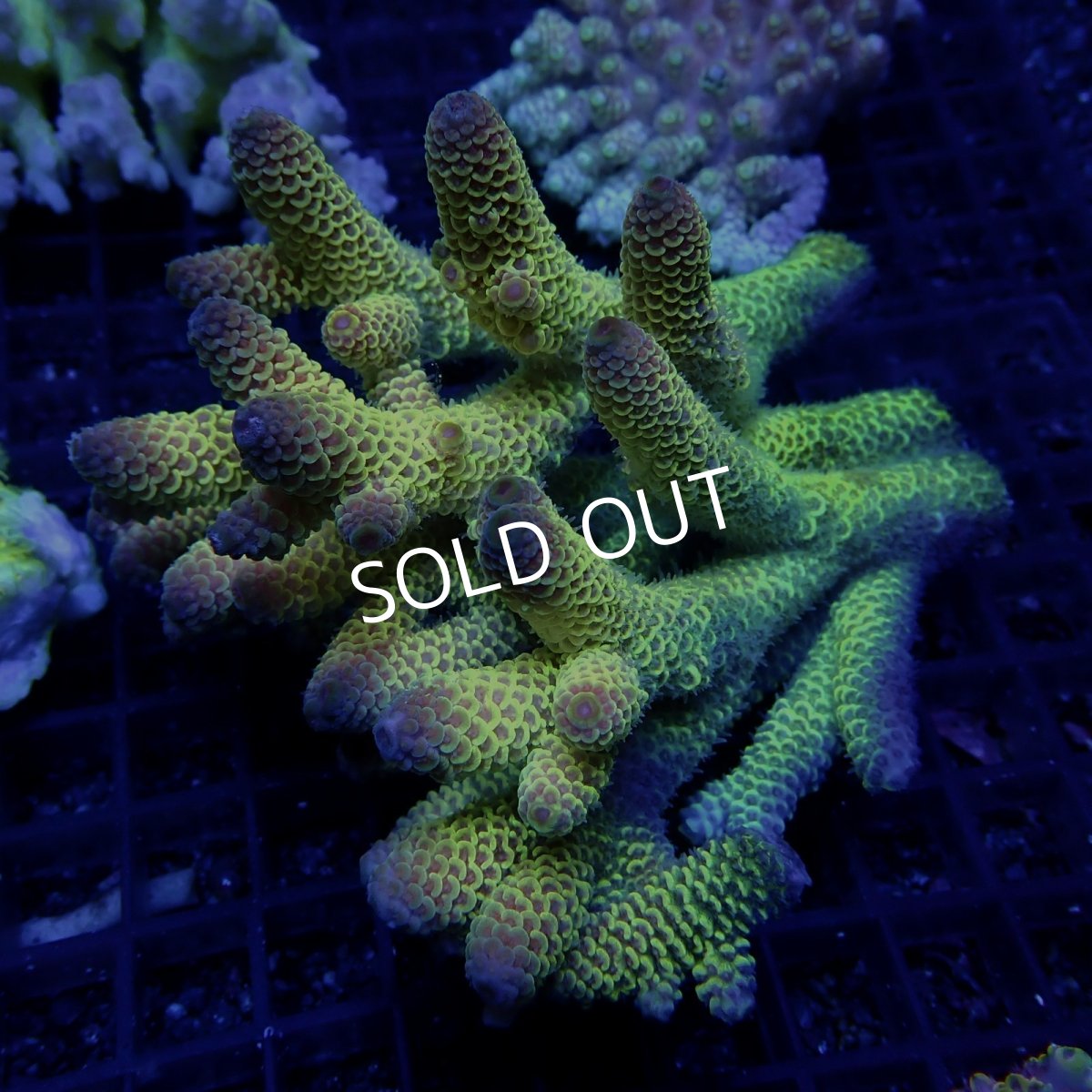 画像1: CF Acropora  sp. No.56 (1)