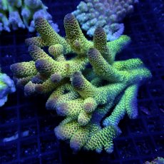 画像1: CF Acropora  sp. No.56 (1)