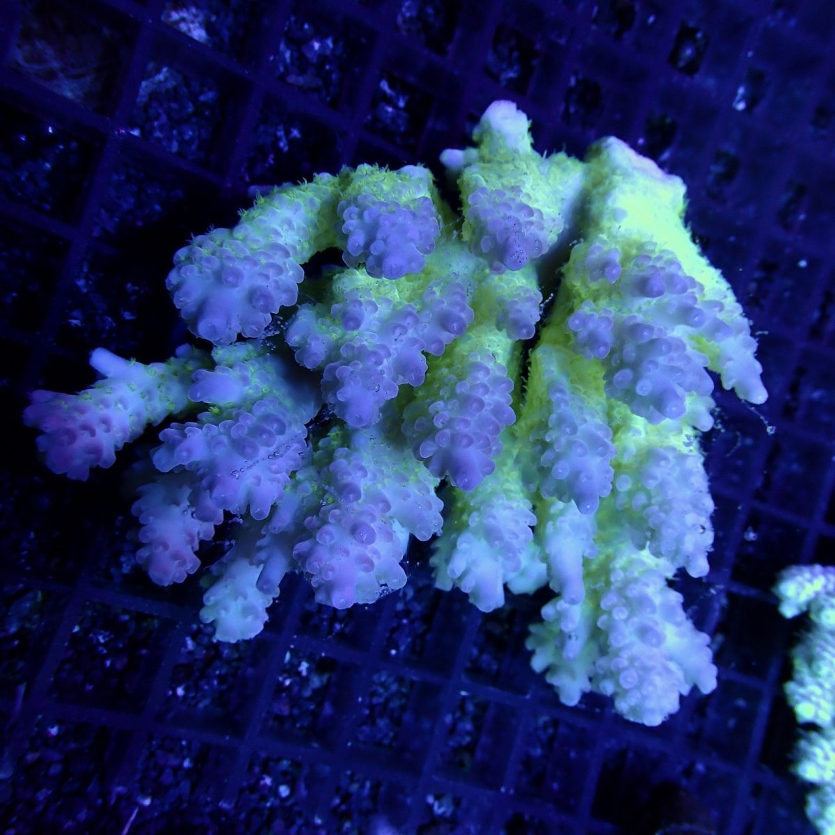 画像1: CF Acropora  sp. No.65 (1)
