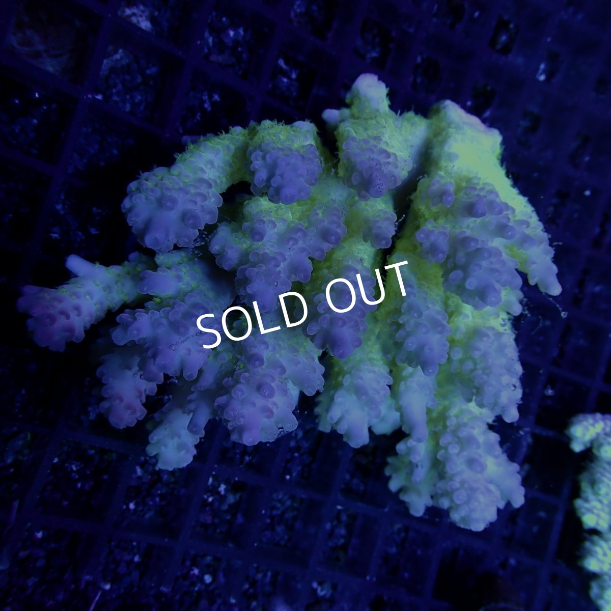 画像1: CF Acropora  sp. No.65 (1)