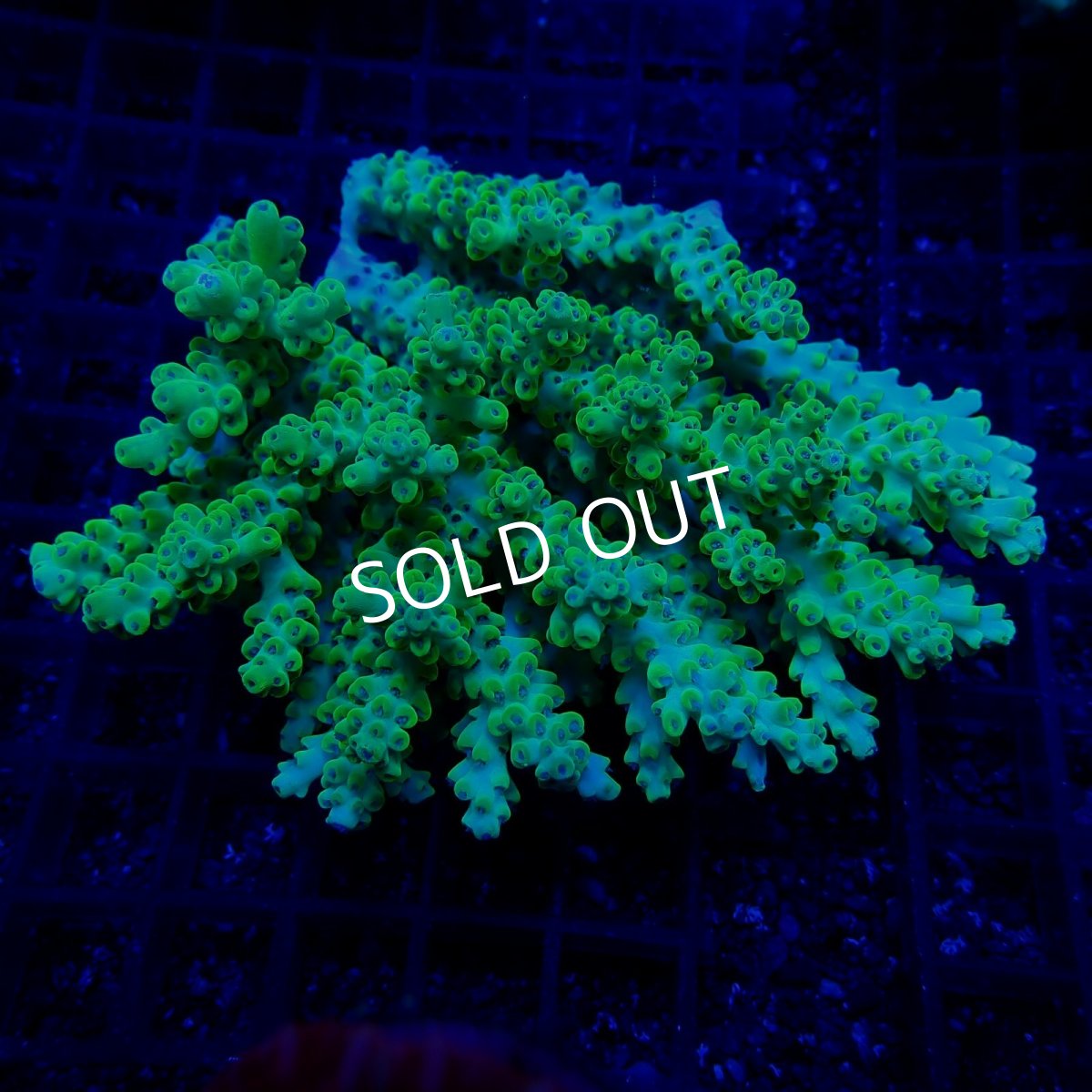 画像1: CF Acropora  sp. No.61 (1)