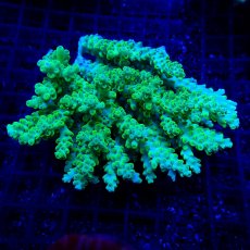 画像1: CF Acropora  sp. No.61 (1)