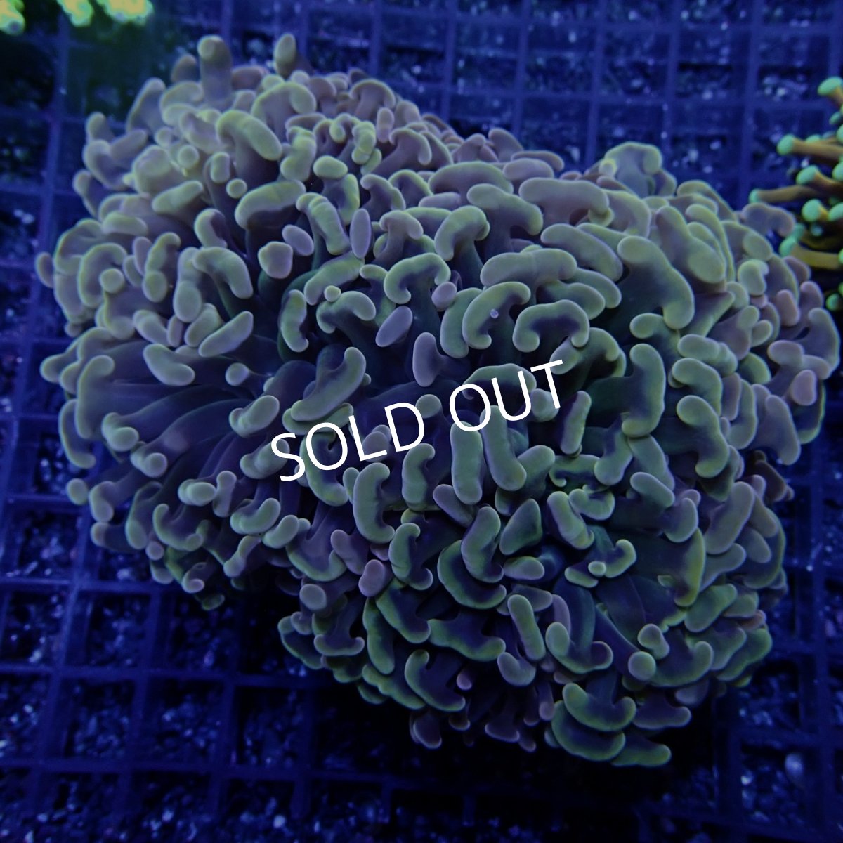 画像1:  ■SALE■CF ナガレハナサンゴ Two Tone Ultra No.3 (1)