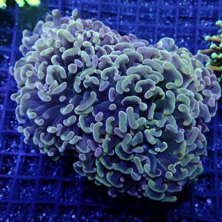 カクオオトゲキクメイシ - 海水魚専門店 ceppo onlinestore