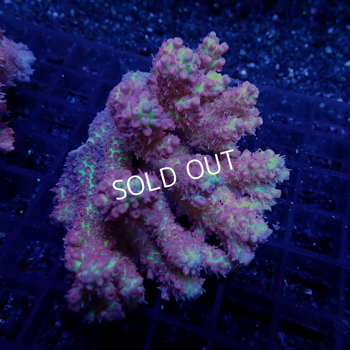 画像1: CF Acropora  sp. No.59　SSC (1)