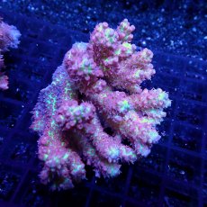 画像1: CF Acropora  sp. No.59　SSC (1)