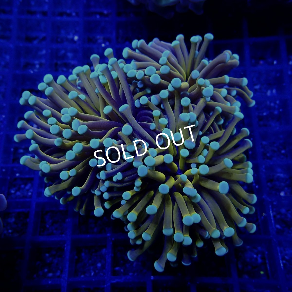 画像1:  CF Gold Touch RARE (1)