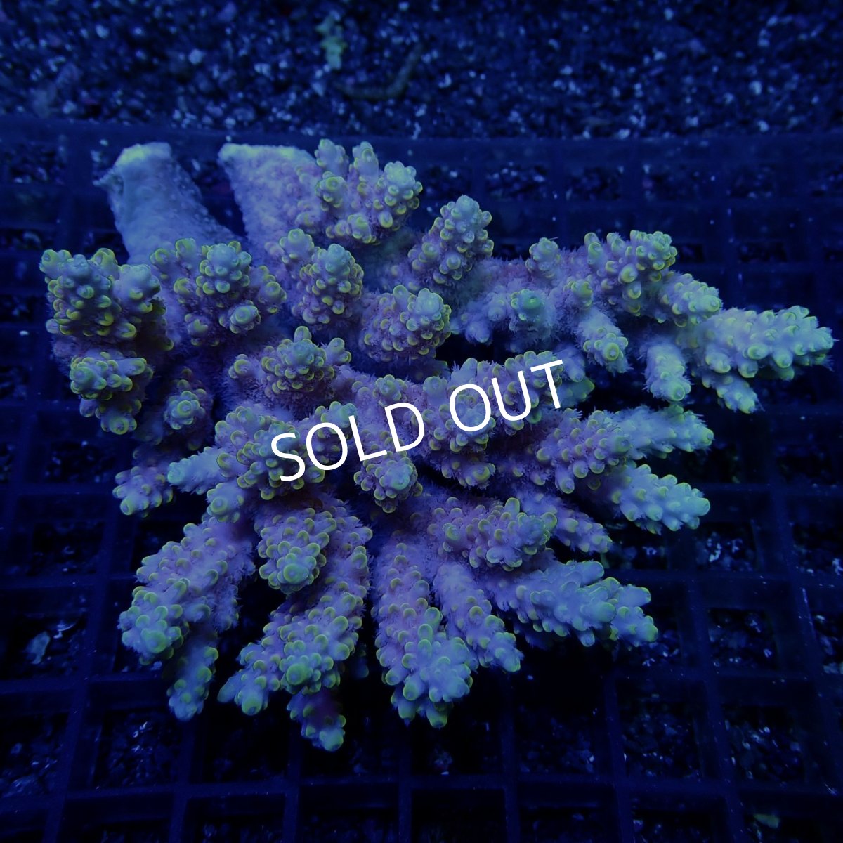 画像1: CF Acropora  sp. No.66 (1)