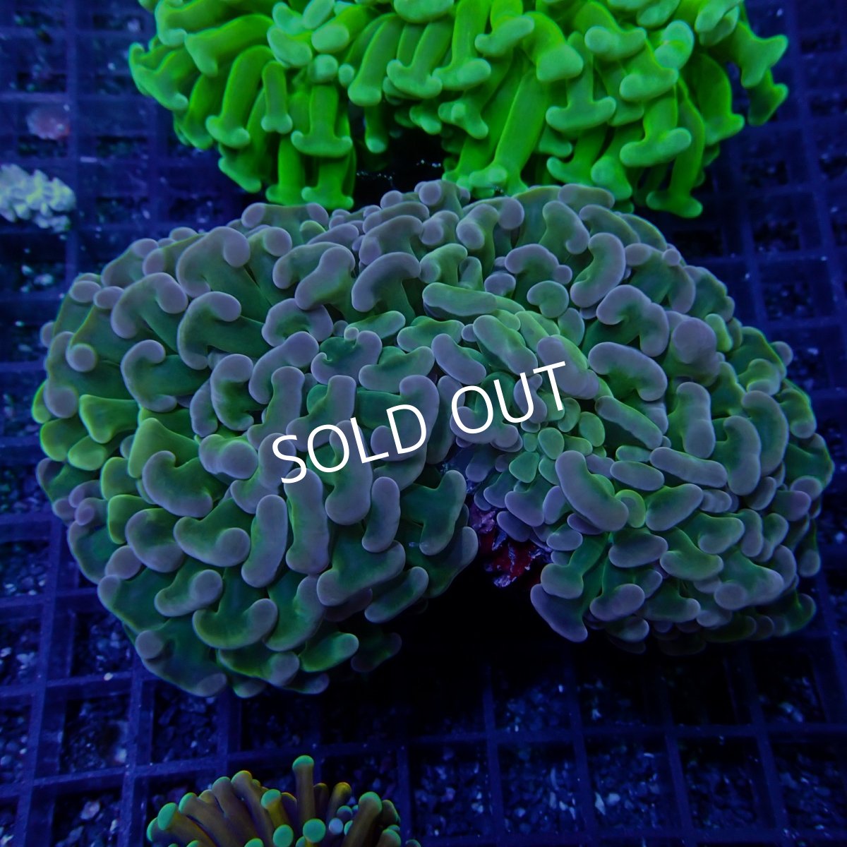 画像1:  ■SALE■CF ナガレハナサンゴ Two Tone Ultra No.2 (1)