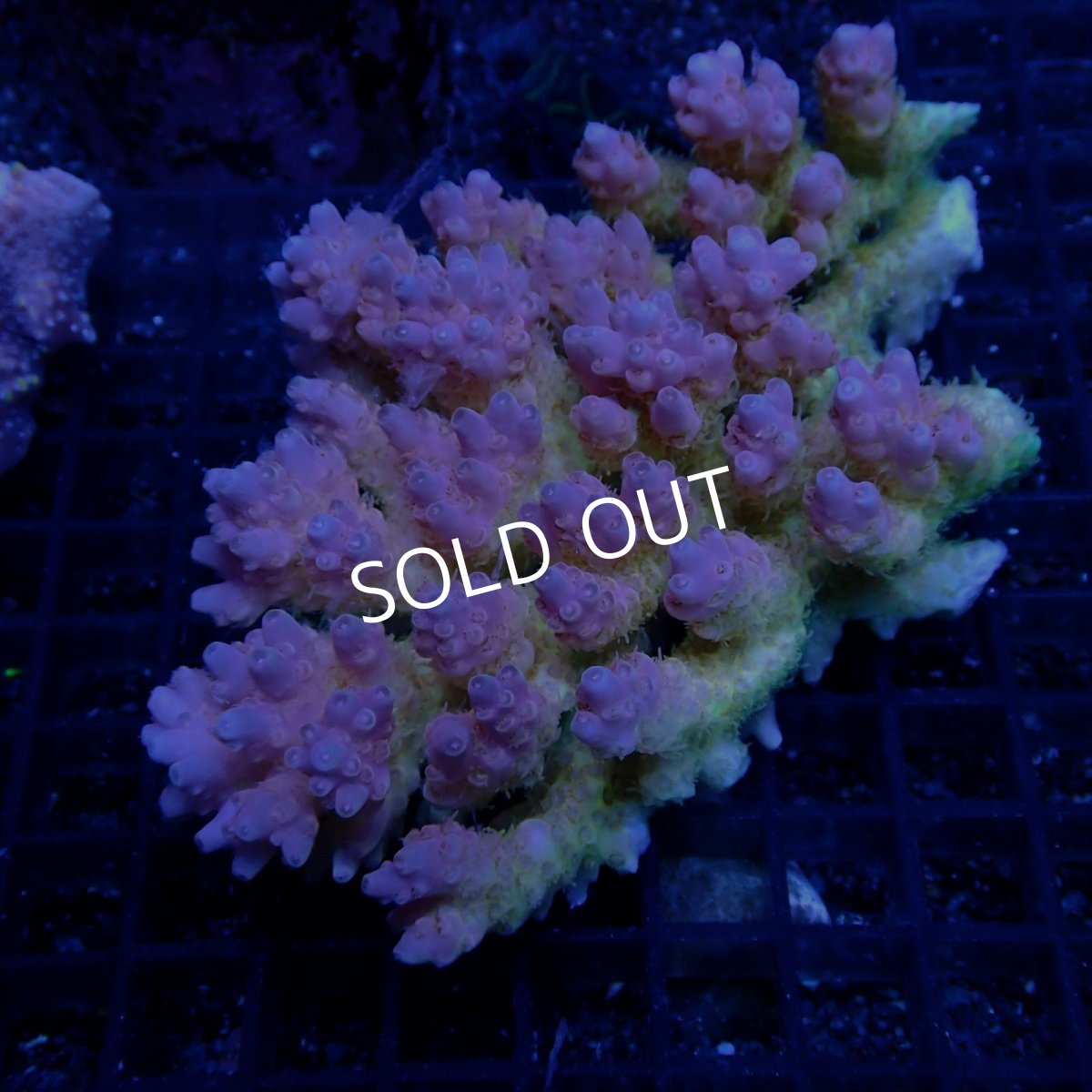 画像1: CF Acropora  sp. No.67 (1)