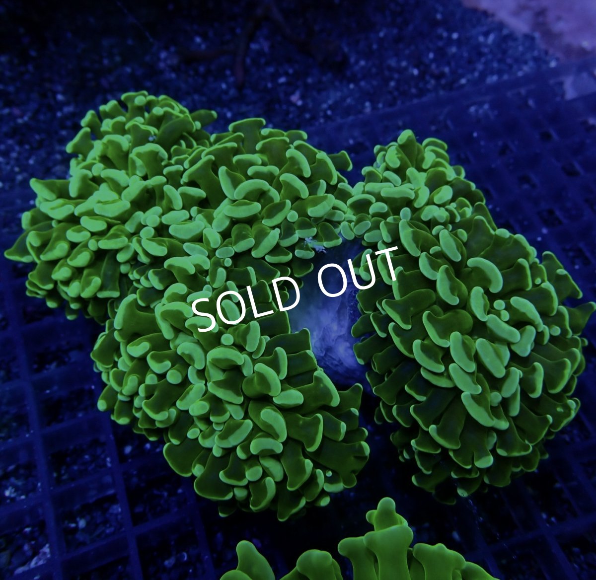 画像1:  CF ナガレハナサンゴ Two Tone Ultra No.4 (1)